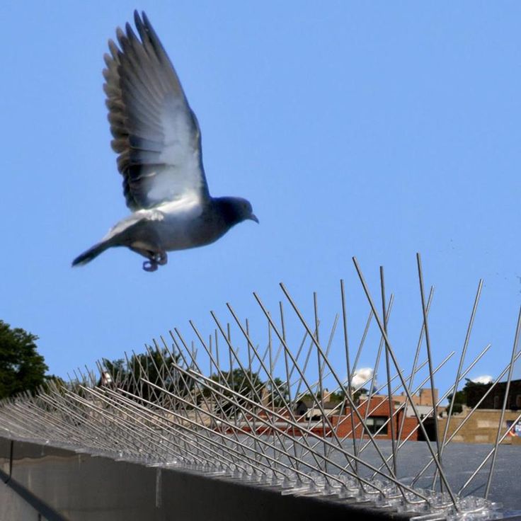 Bird spikes