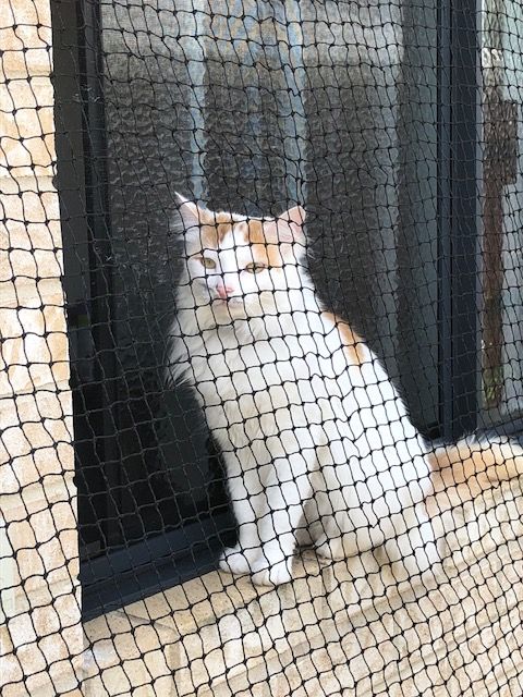 pet nets cat enclosures