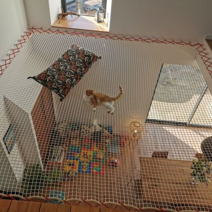 Pet 3